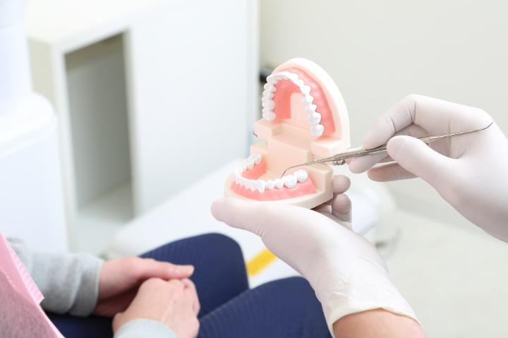 歯科模型を使って奥歯の治療説明をする歯科医師の手元